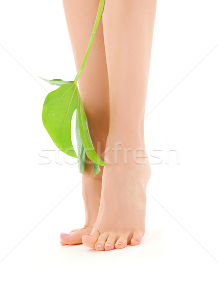female legs with green leaf Stock photo © dolgachov