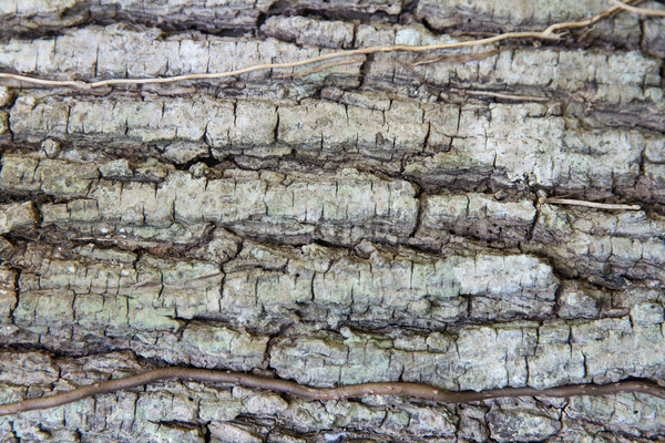 Baumstamm Rinde Textur Wald Hintergrund Haut Stock foto © dolgachov