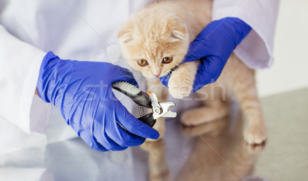 close up of vet with clipper cutting cat nail Stock photo © dolgachov