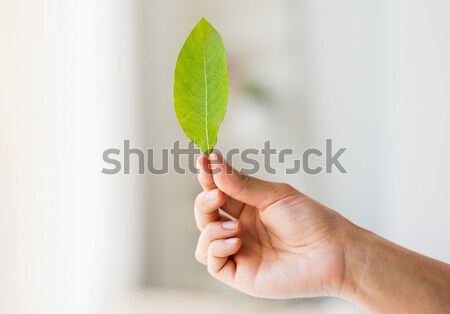 close up of woman hand holding green leaf Stock photo © dolgachov