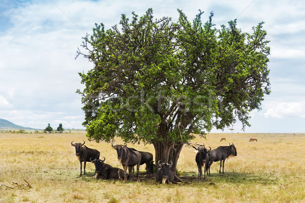 wildebeests grazing in savannah at africa Stock photo © dolgachov