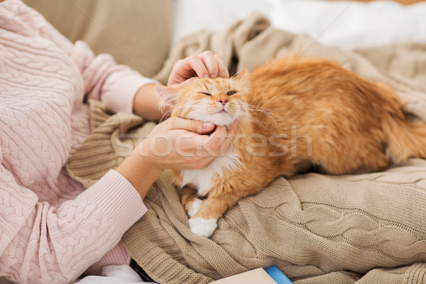 close up of owner stroking red cat in bed at home Stock photo © dolgachov