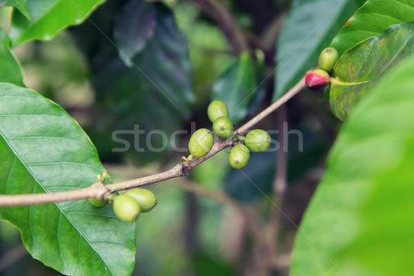 close up of green unripe coffee fruits on branch Stock photo © dolgachov