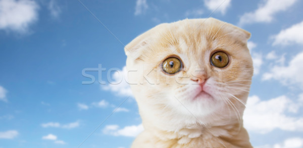close up of scottish fold kitten over blue sky Stock photo © dolgachov
