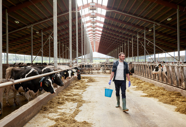 cows and man with bucket of hay walking at farm Stock photo © dolgachov