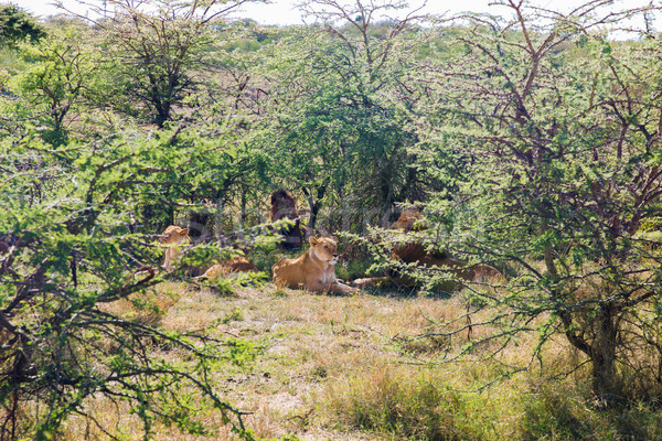 pride of lions resting in savannah at africa Stock photo © dolgachov