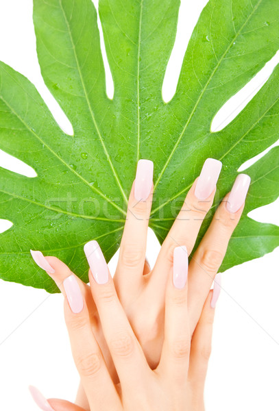 female hands with green leaf Stock photo © dolgachov