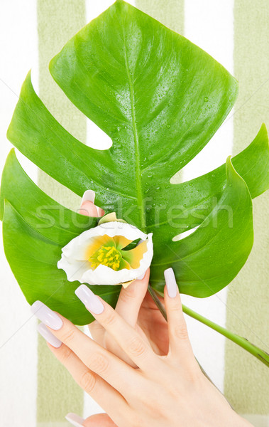 female hands with green leaf and flower Stock photo © dolgachov