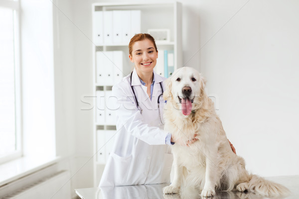Boldog orvos retriever kutya állatorvos klinika Stock fotó © dolgachov
