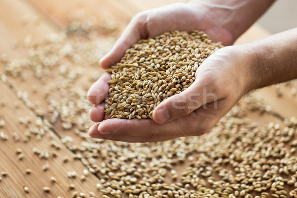 Mannelijke boeren handen mout granen Stockfoto © dolgachov