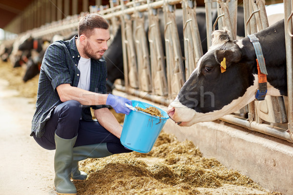 man with cows and bucket in cowshed on dairy farm Stock photo © dolgachov