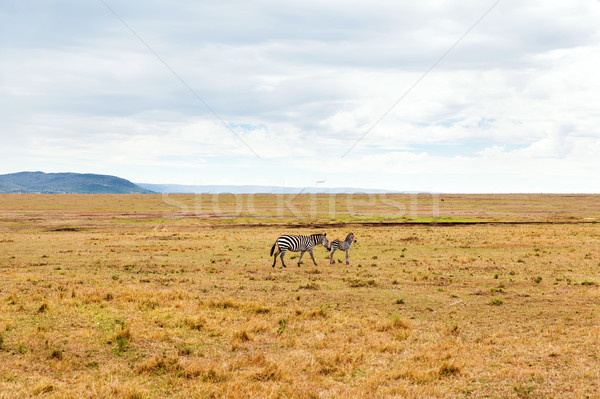 Zebra's savanne afrika dier natuur wildlife Stockfoto © dolgachov