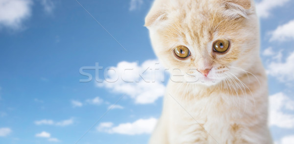 close up of scottish fold kitten Stock photo © dolgachov