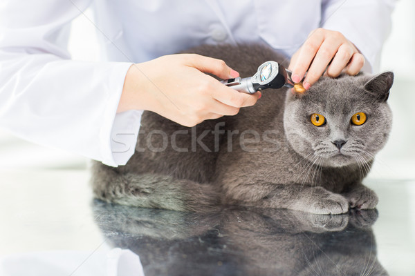 Dierenarts kat kliniek geneeskunde huisdier Stockfoto © dolgachov