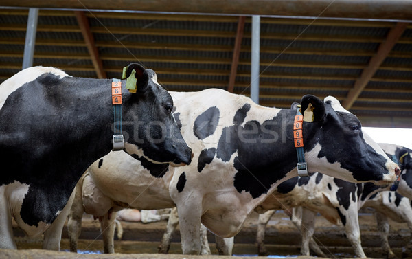 Stock foto: Herde · Kühe · Milchprodukte · Bauernhof · Landwirtschaft · Industrie
