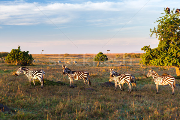 zebras herd grazing in savannah at africa Stock photo © dolgachov