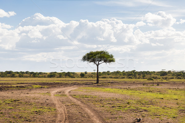 acacia tree in savannah at africa Stock photo © dolgachov