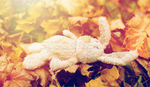 toy rabbit in fallen autumn leaves Stock photo © dolgachov