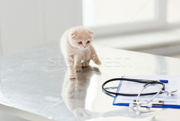 Kotek weterynarz kliniki muzyka zwierzęta Zdjęcia stock © dolgachov