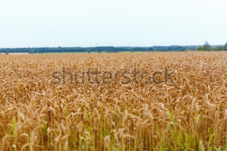 Cereal campo maduro centeio trigo natureza Foto stock © dolgachov