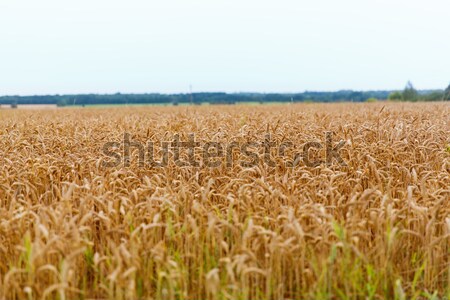 cereal field with spikelets of ripe rye or wheat Stock photo © dolgachov