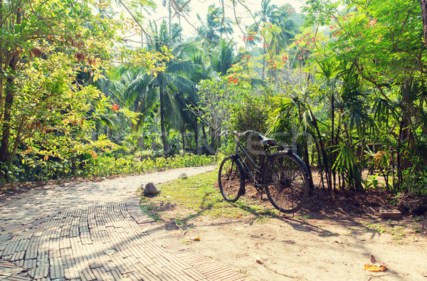 bicycle at tropical park roadway Stock photo © dolgachov