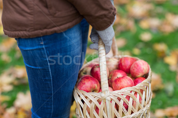 [[stock_photo]]: Femme · pommes · panier · automne