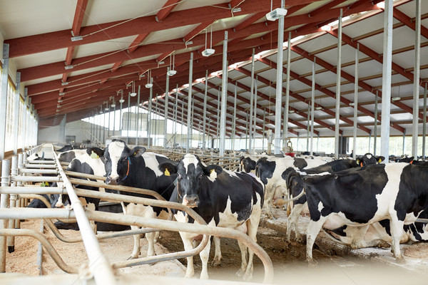 herd of cows in cowshed stable on dairy farm Stock photo © dolgachov