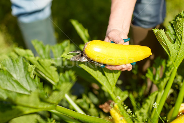 Supérieurs agriculteur squash ferme effet de serre Photo stock © dolgachov