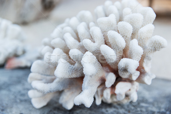 Mercan omurgasız yaban hayatı doğa tropikal hayvan Stok fotoğraf © dolgachov