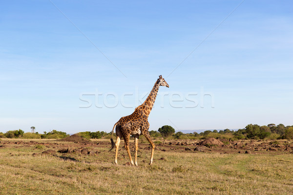 Foto stock: Jirafa · caminando · sabana · África · animales · naturaleza