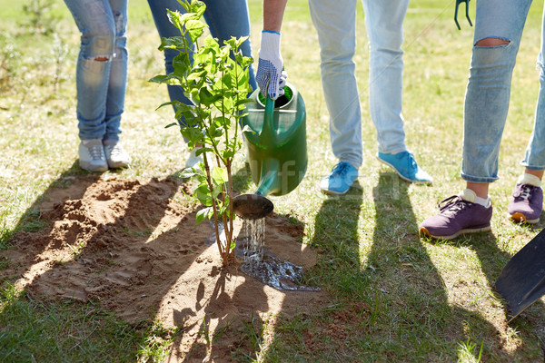 group of volunteers planting and watering tree Stock photo © dolgachov