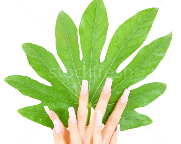 female hands with green leaf Stock photo © dolgachov