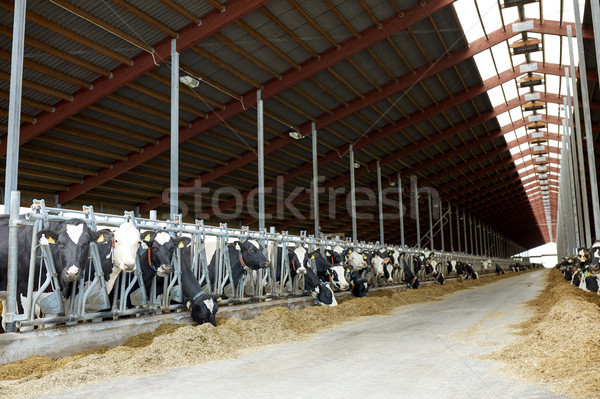 Stock photo: herd of cows eating hay in cowshed on dairy farm