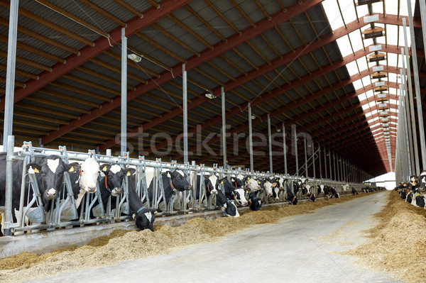 herd of cows eating hay in cowshed on dairy farm Stock photo © dolgachov