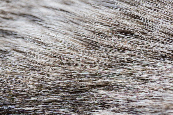 close up of fur background Stock photo © dolgachov