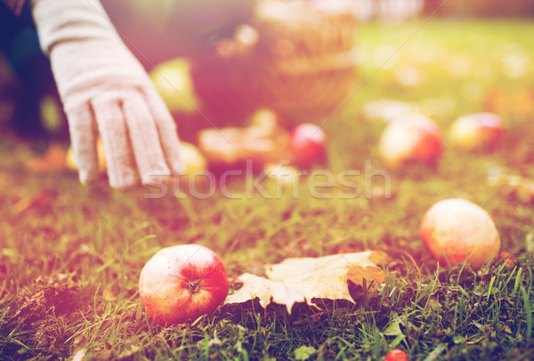 [[stock_photo]]: Femme · panier · pommes · automne · jardin