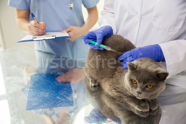 close up of vet making vaccine to cat at clinic Stock photo © dolgachov