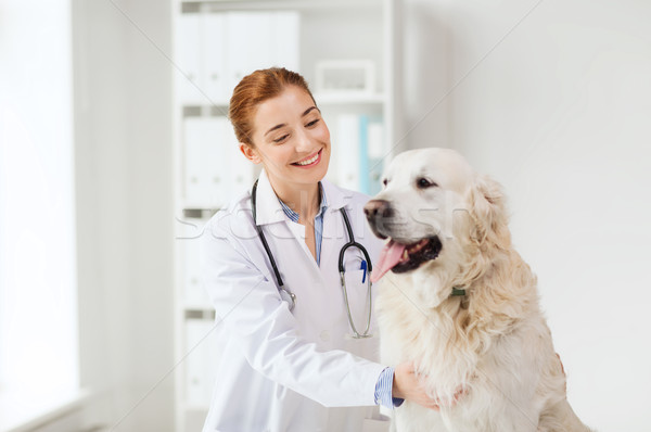 Heureux médecin retriever chien vétérinaire clinique [[stock_photo]] © dolgachov