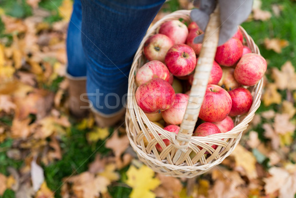 Сток-фото: женщину · корзины · яблоки · осень · саду