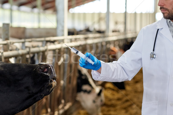 [[stock_photo]]: Vétérinaire · seringue · vaches · ferme · agriculture · industrie