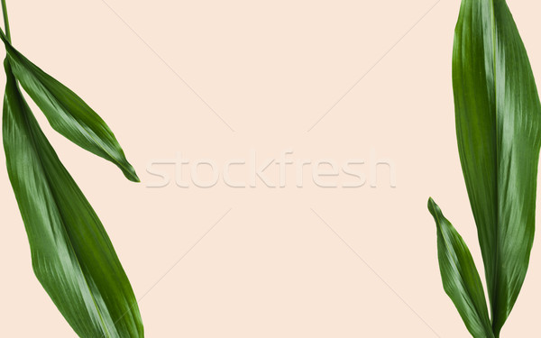 green leaves with blank space on beige background Stock photo © dolgachov