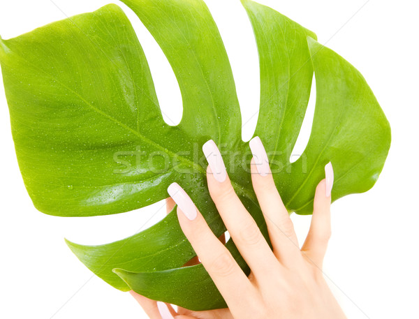 Femenino manos hoja verde Foto blanco mujer Foto stock © dolgachov