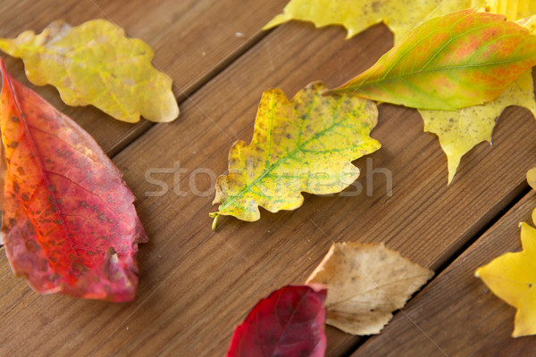 close up of many different fallen autumn leaves Stock photo © dolgachov