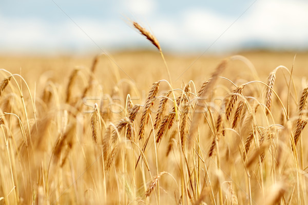 cereal field with spikelets of ripe rye or wheat Stock photo © dolgachov