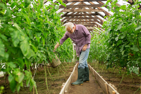 senior man with watering can at farm greenhouse Stock photo © dolgachov