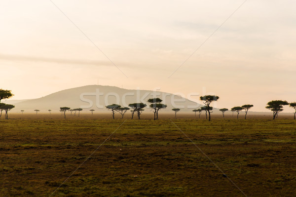 acacia trees in savannah at africa Stock photo © dolgachov