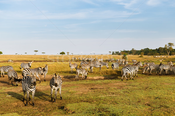 herd of zebras grazing in savannah at africa Stock photo © dolgachov