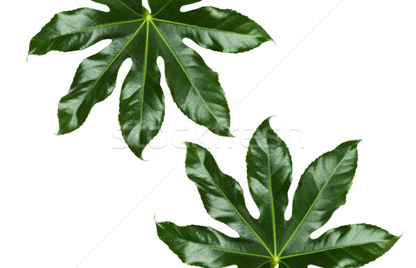 green leaves on white background Stock photo © dolgachov
