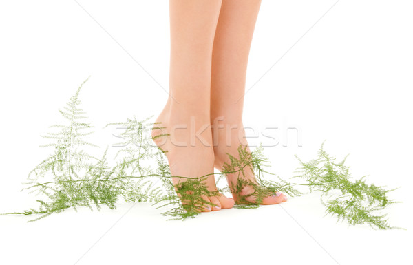 female feet with green plant Stock photo © dolgachov